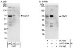 CDC7 Antibody in Western Blot (WB)