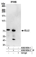 ELL2 Antibody in Immunoprecipitation (IP)