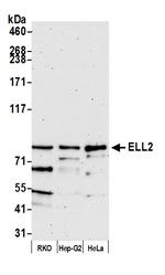 ELL2 Antibody in Western Blot (WB)