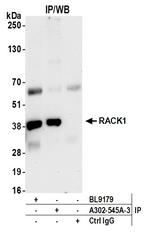 RACK1 Antibody in Immunoprecipitation (IP)