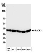 RACK1 Antibody in Western Blot (WB)