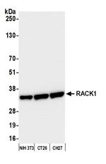 RACK1 Antibody in Western Blot (WB)