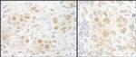 NCBP2 Antibody in Immunohistochemistry (Paraffin) (IHC (P))