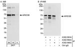 ARID3B Antibody in Western Blot (WB)