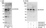 ARID3B Antibody in Western Blot (WB)