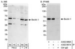 Beclin 1 Antibody in Western Blot (WB)