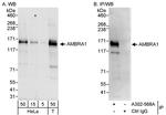 AMBRA1 Antibody in Western Blot (WB)