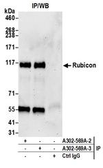 Rubicon Antibody in Immunoprecipitation (IP)