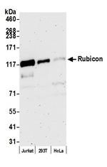 Rubicon Antibody in Western Blot (WB)