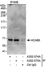 HCA66 Antibody in Immunoprecipitation (IP)