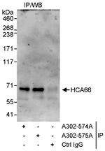 HCA66 Antibody in Immunoprecipitation (IP)