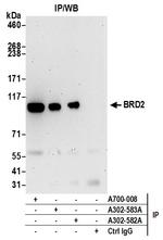 BRD2 Antibody in Immunoprecipitation (IP)