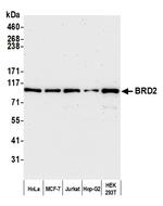 BRD2 Antibody in Western Blot (WB)