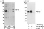 DKC1 Antibody in Western Blot (WB)