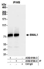 BMAL1 Antibody in Immunoprecipitation (IP)