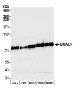 BMAL1 Antibody in Western Blot (WB)