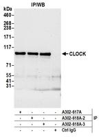 CLOCK Antibody in Immunoprecipitation (IP)