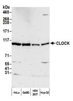 CLOCK Antibody in Western Blot (WB)