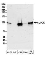 CLOCK Antibody in Western Blot (WB)