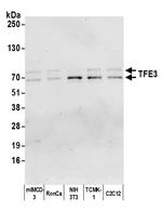 TFE3 Antibody in Western Blot (WB)