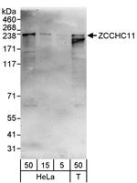 ZCCHC11 Antibody in Western Blot (WB)