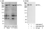 FRYL Antibody in Western Blot (WB)