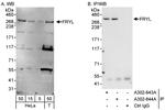 FRYL Antibody in Western Blot (WB)