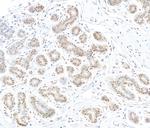 MTMR15 Antibody in Immunohistochemistry (Paraffin) (IHC (P))