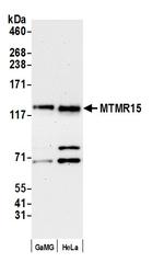 MTMR15 Antibody in Western Blot (WB)