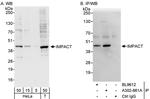 IMPACT Antibody in Western Blot (WB)