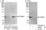 CTNNBL1 Antibody in Western Blot (WB)