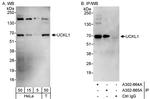 UCKL1 Antibody in Western Blot (WB)