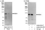 NEK4 Antibody in Western Blot (WB)