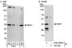 NEK7 Antibody in Western Blot (WB)