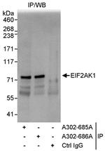 EIF2AK1 Antibody in Immunoprecipitation (IP)