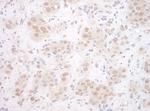 EYA3 Antibody in Immunohistochemistry (Paraffin) (IHC (P))