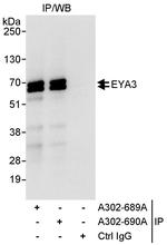 EYA3 Antibody in Immunoprecipitation (IP)