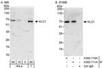 KLC1 Antibody in Western Blot (WB)