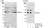 Pygo2 Antibody in Western Blot (WB)