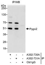 Pygo2 Antibody in Immunoprecipitation (IP)