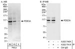 PDE3A Antibody in Western Blot (WB)