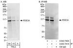 PDE3A Antibody in Western Blot (WB)