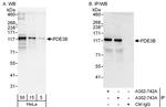 PDE3B Antibody in Western Blot (WB)