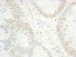 RAP74 Antibody in Immunohistochemistry (Paraffin) (IHC (P))