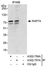 RAP74 Antibody in Immunoprecipitation (IP)