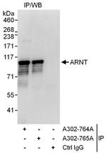 ARNT Antibody in Immunoprecipitation (IP)