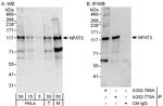 NFAT3 Antibody in Western Blot (WB)