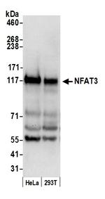 NFAT3 Antibody in Western Blot (WB)