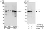 YY1 Antibody in Western Blot (WB)