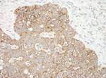 AIF Antibody in Immunohistochemistry (Paraffin) (IHC (P))